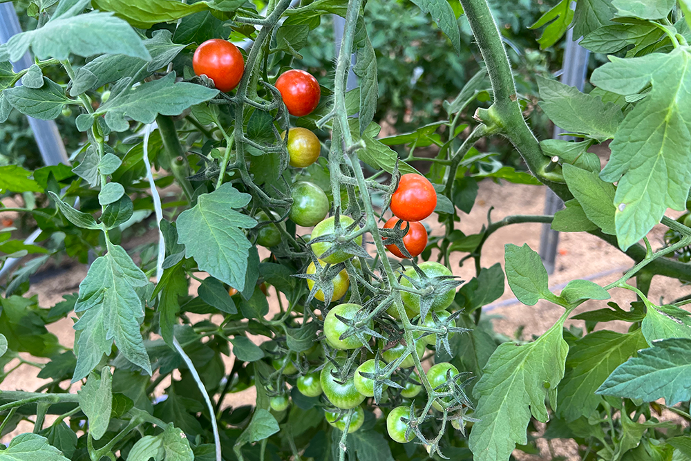 ミニトマトとにんにくの無水スープ とりのひと